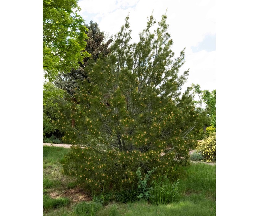 Lacebark Pine